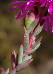 Lampranthus swartbergensis
