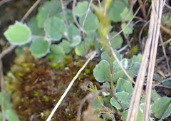 Hermas capitata