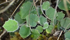 Hermas capitata