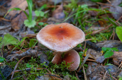 Pholiota lubrica