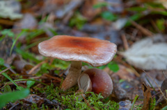 Pholiota lubrica