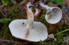 Pholiota lubrica