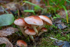 Pholiota lubrica