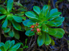 Echeveria quitensis