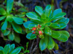 Echeveria quitensis