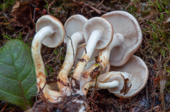 Pholiota lubrica