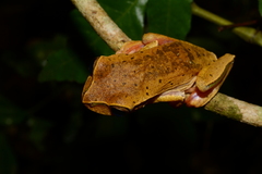 Boana bischoffi