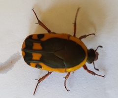 Pachnodella impressa