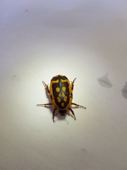 Pachnoda fissipunctum