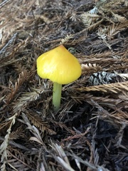 Hygrocybe