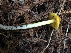 Hygrocybe