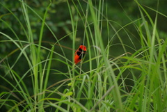 Euplectes franciscanus