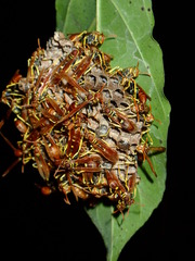 Mischocyttarus phthisicus