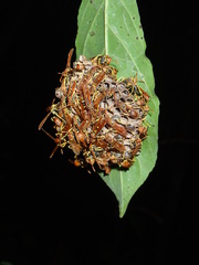 Mischocyttarus phthisicus