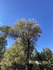Quercus peninsularis