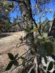 Quercus peninsularis