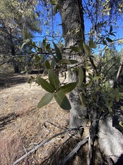 Quercus peninsularis