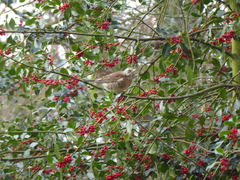 Turdus pilaris