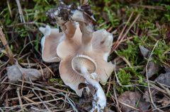 Hygrophorus hedrychii
