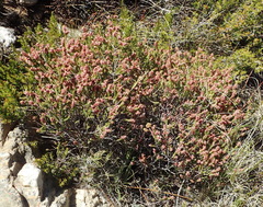 Passerina obtusifolia