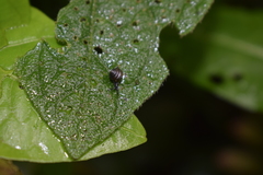 Euconulidae