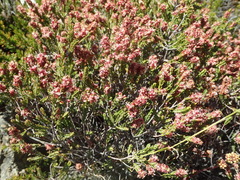 Passerina obtusifolia