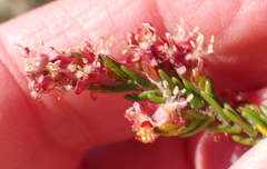Passerina obtusifolia