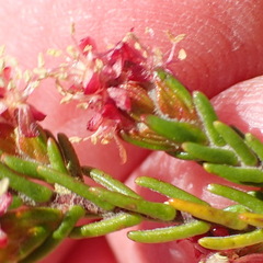 Passerina obtusifolia