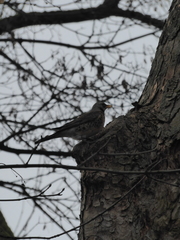 Turdus pilaris