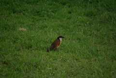 Centropus senegalensis