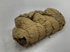 Phimenes flavopictus