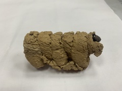 Phimenes flavopictus