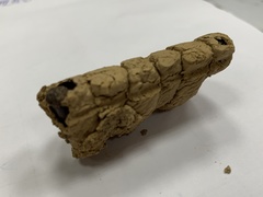 Phimenes flavopictus