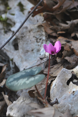 Cyclamen coum coum