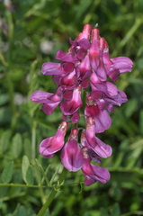 Vicia nigricans