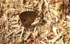 Hermeuptychia harmonia