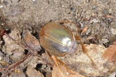 Phytholaema mutabilis