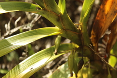 Maxillaria aurea