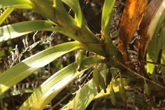 Maxillaria aurea