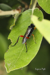 Macrophya diversipes