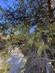 Quercus peninsularis