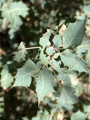 Berberis higginsiae