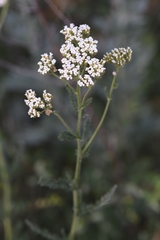 Achillea setacea