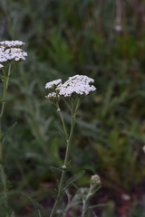 Achillea setacea