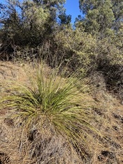 Nolina palmeri