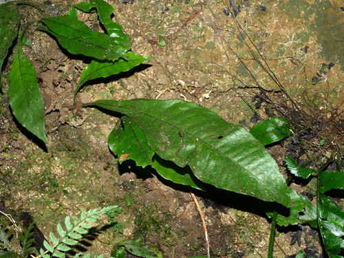 Image of Leptochilus Decurrens (Leptochilus decurrens) by (c) Jacy Chen, some rights reserved (CC BY)