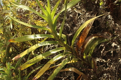 Maxillaria aurea