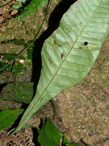 Image of Leptochilus Decurrens (Leptochilus decurrens) by (c) Jacy Chen, some rights reserved (CC BY)