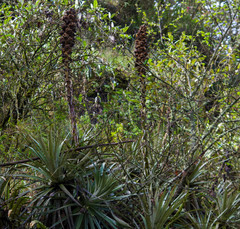 Puya glomerifera