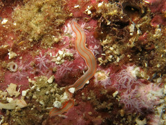 Cestoplana rubrocincta